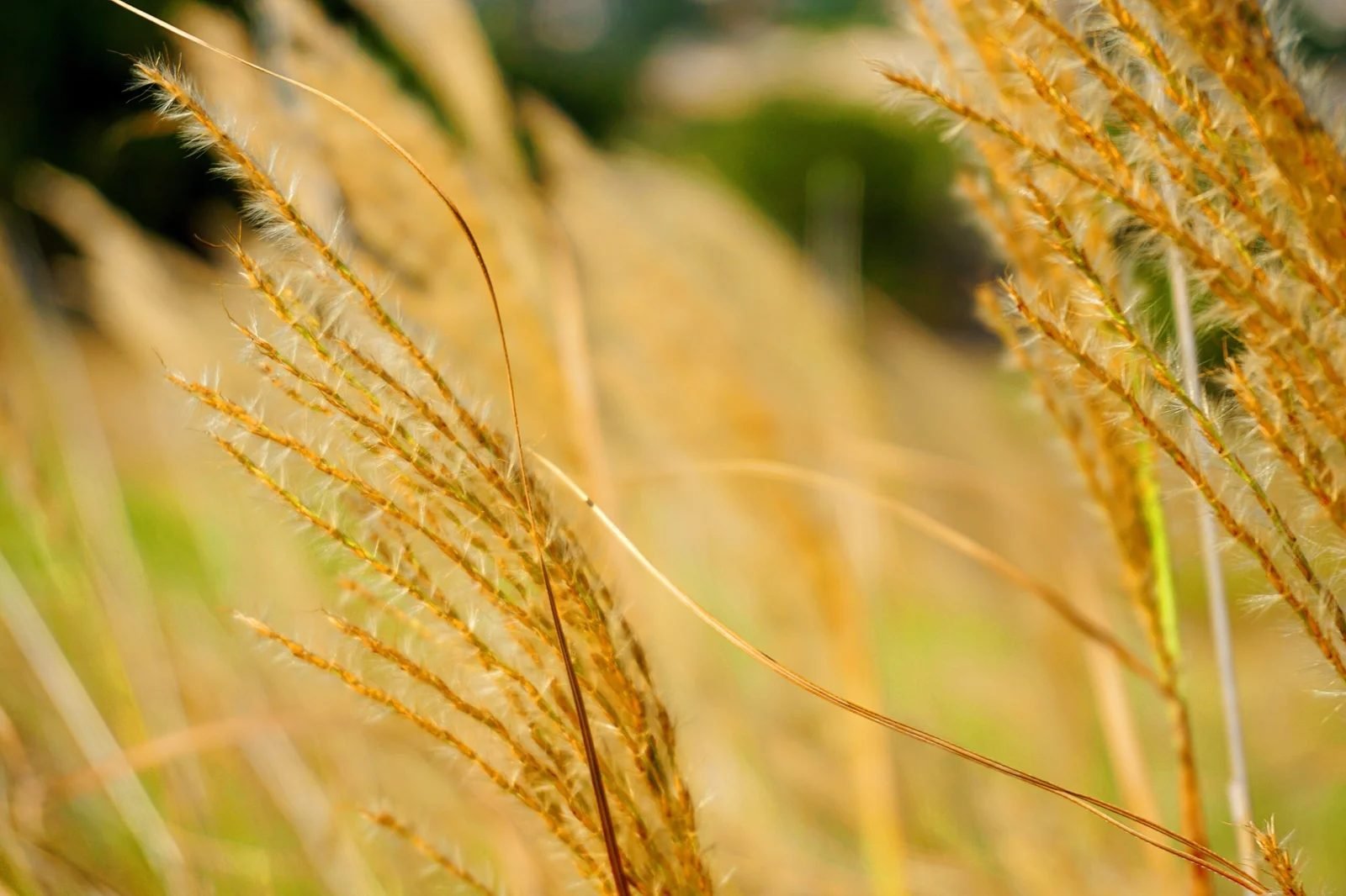 Golden ornamental grass seed heads catching the last light against a soft green background